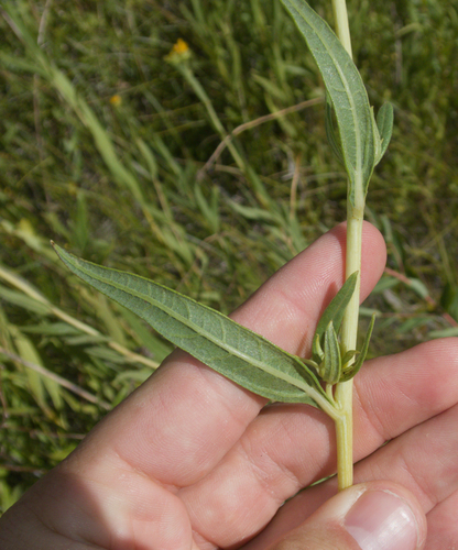 Helianthus nuttallii, photograph 3