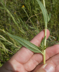 Helianthus nuttallii, photograph (c) Spencer Hurt, some rights reserved (CC BY)
