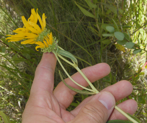 Helianthus nuttallii