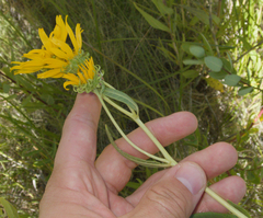 Helianthus nuttallii