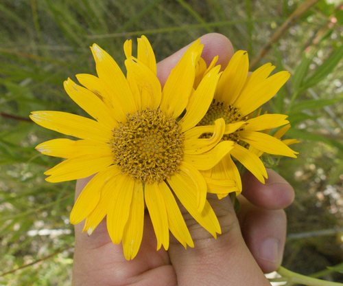 Helianthus nuttallii, photograph 1