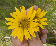 Helianthus nuttallii, photograph (c) Spencer Hurt, some rights reserved (CC BY)