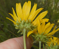 Helianthus nuttallii, photograph (c) Spencer Hurt, some rights reserved (CC BY)