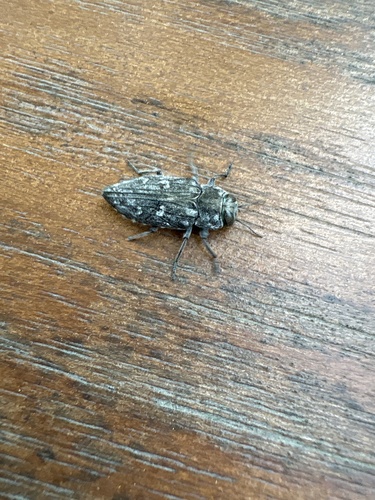 Merkel Buprestid