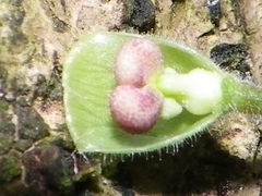 Scutellaria multiflora