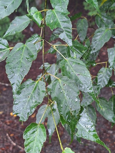 Acer caudatifolium observed 2026-09-05