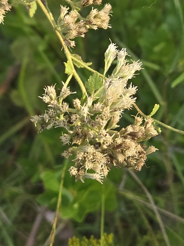 Eupatorium rotundifolium, photograph 5