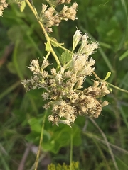 author not stated, no rights reserved Eupatorium rotundifolium, photograph author not stated, no rights reserved