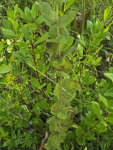 Eupatorium rotundifolium, photograph 6