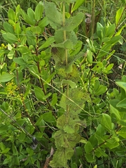 Eupatorium rotundifolium, photograph author not stated, no rights reserved