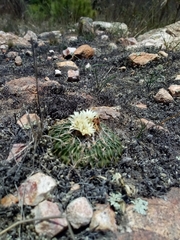 Echinofossulocactus phyllacanthus