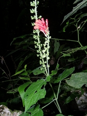 Scutellaria multiflora