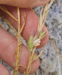 Chloropyron maritimum, photograph (c) Spencer Hurt, some rights reserved (CC BY)