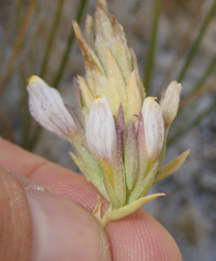 Chloropyron maritimum, photograph (c) Spencer Hurt, some rights reserved (CC BY)
