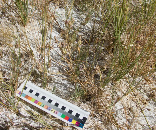 Chloropyron maritimum, photograph 6