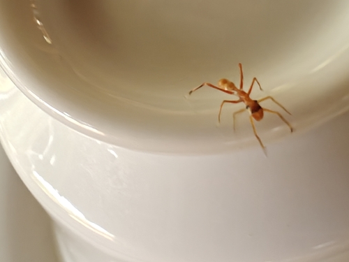Red Weaver Ant-mimicking Spider