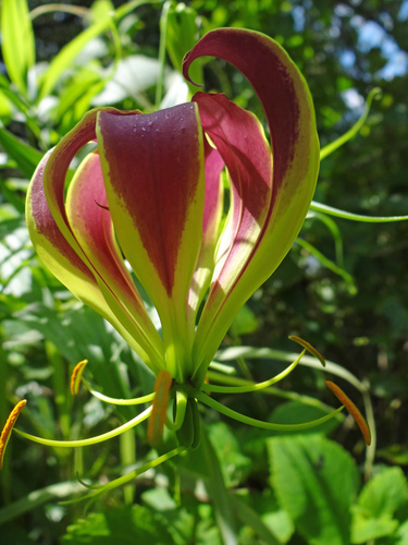 Gloriosa superba image