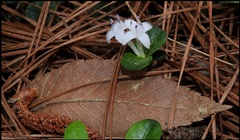 Mitchella repens image