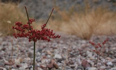 Eriogonum hoffmannii robustius