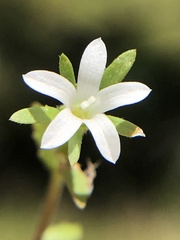 Githopsis diffusa candida