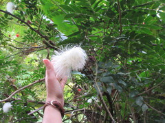 Calliandra haematocephala haematocephala