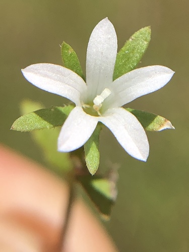 Githopsis diffusa ssp. candida