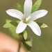 Githopsis diffusa candida - Photo 由 jrebman 所上傳的 (c) jrebman，保留部份權利CC BY-NC