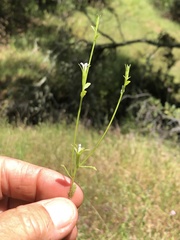 Githopsis diffusa candida