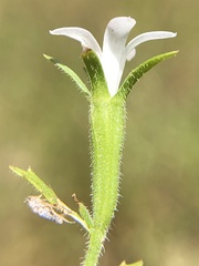 Githopsis diffusa candida