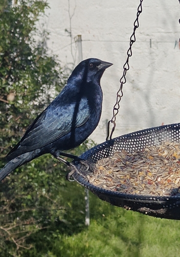 Shiny Cowbird