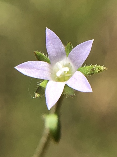 Githopsis diffusa ssp. filicaulis