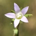 Githopsis diffusa filicaulis - Photo 由 jrebman 所上傳的 (c) jrebman，保留部份權利CC BY-NC