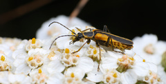 Chauliognathus opacus
