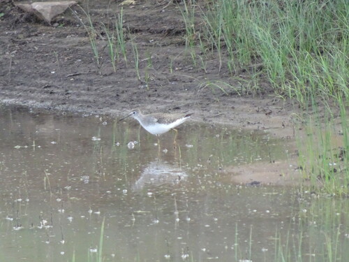Solitary Sandpiper