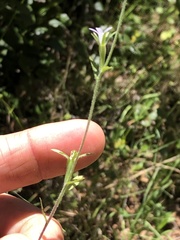 Githopsis diffusa filicaulis