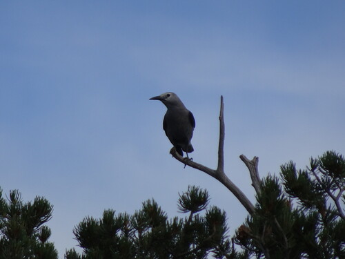 Clark's Nutcracker