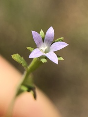 Githopsis diffusa filicaulis