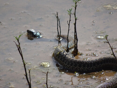 Western Terrestrial Garter Snake