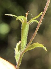 Githopsis diffusa filicaulis