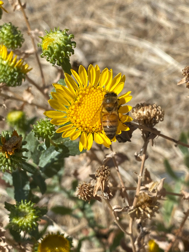 Western Honey Bee