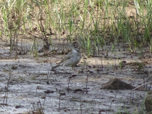 Lark Sparrow