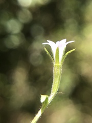 Githopsis diffusa filicaulis