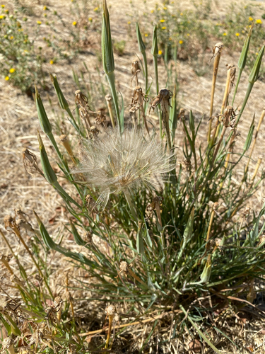 Yellow Salsify
