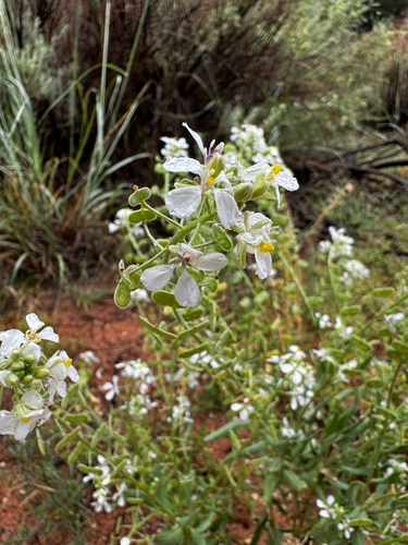 Touristplant