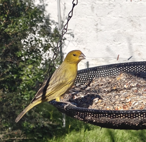 Saffron Finch