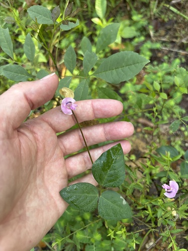 trailing fuzzy-bean
