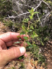 Ceanothus pendletonensis