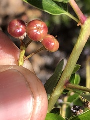 Ceanothus pendletonensis