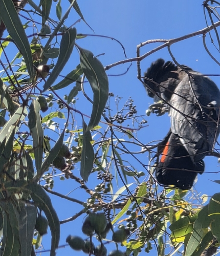 Red-tailed Black Cockatoo