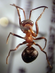 Formica paralugubris